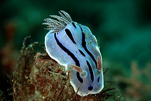 Chromodoris willani – hvězdnatka Willanovova