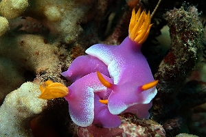 Hypselodoris apolegma