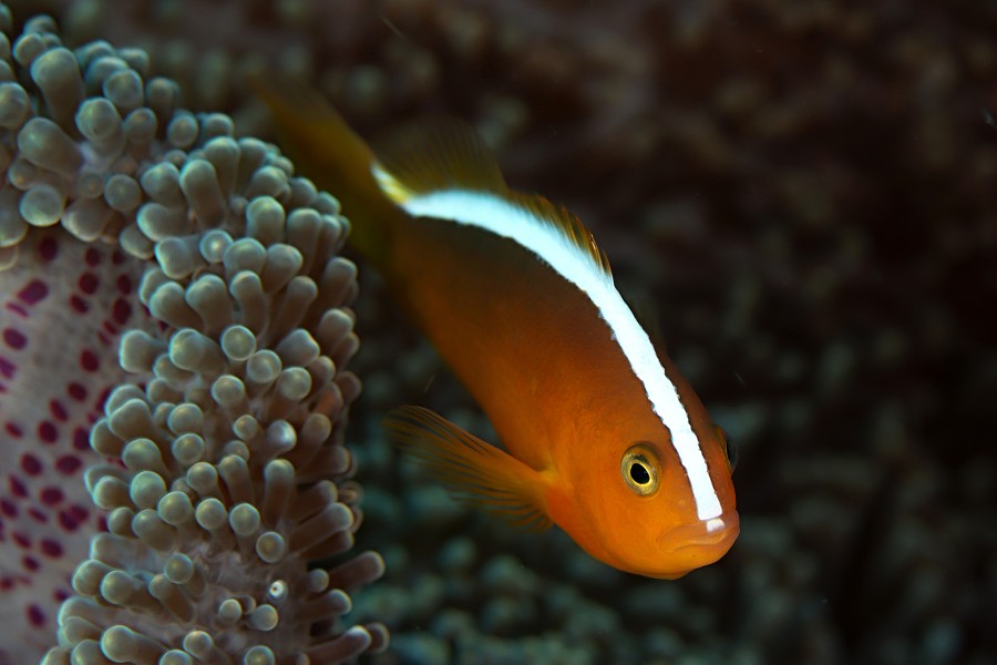 Amphiprion perideraion - klaun obojkový