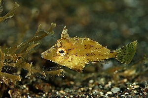 Stephanolepis hispidus