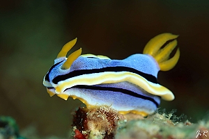 Chromodoris-annae hvězdnatka Annina